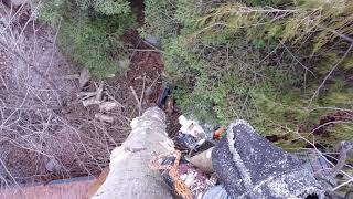 Tree Removal with a beautiful view of the lake on a snowy day