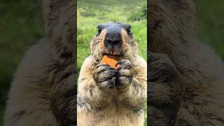 Adorable Himalayan Marmot Enjoying Delicious Carrots#cutemarmot #cuteanimals #marmot #marmota