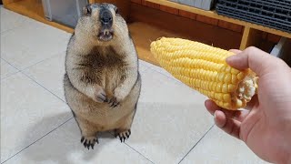 marmot likes to eat corn the most of all foods