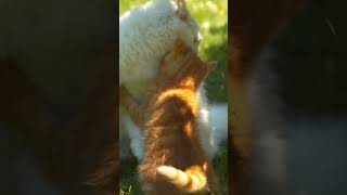 Viral Cats Video: Playfighting Kittens