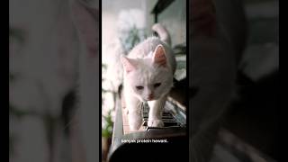 Kucing #shortvideo #viral #shorts #art