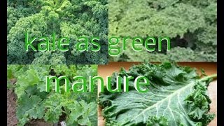 Uses for kale and as green manure