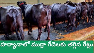 80వేల దగ్గర నుంచే దొరుకుతున్న మురాగేదెలు |కొత్తగా డైరీలు పెట్టే వారికి మంచి అవకాశం#MurraBuffalossale