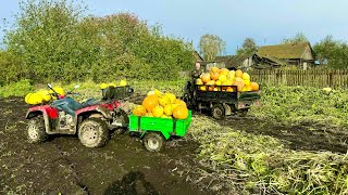 СИБИРЬ.ОСЕННИЙ СБОР УРОЖАЯ. ОХОТА  НА УТОК С СОБАКОЙ.