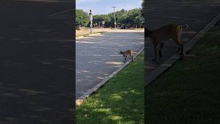 Bobcat Chasing a Squirrel #Bobcat #texas #shorts #squirrel