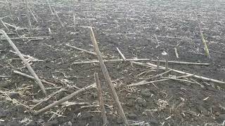 Сравнение отвальной и безотвальной вспашки через год.