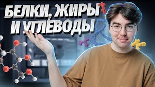 Белки, жиры и углеводы | Биология ОГЭ 2024 | Умскул