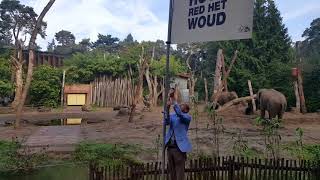 Reinier van den Berg hijst FSC-houten vlag in Dierenpark Amersfoort op FSCFriday