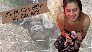 The Exciting Birth of Our Piglets | First Time Mom