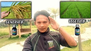 REVIEW HASIL !!! Nutrisi Tanaman Fase Generatif & Vegetatif PT. DGW