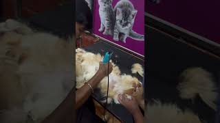 #kilukkam  #remix #youtubeshorts #persiancat  #petlover #trending