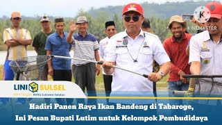 Hadiri Panen Raya Ikan Bandeng di Tabaroge, Ini Pesan Bupati Lutim untuk Kelompok Pembudidaya