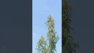 See where the storks bird is sitting#youtube #youtubeshorts #shorts #shortvideo #storks