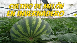 Producción de melón en invernadero  Ventajas y condiciones