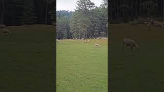 Australian Merino sheep in India-A