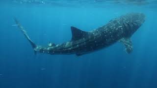 Oris: PART 1 Whale Shark interesting Facts - with Gerardo del Villar (2021)