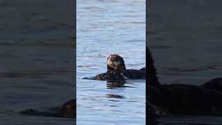 Sea otter mother with her pup!