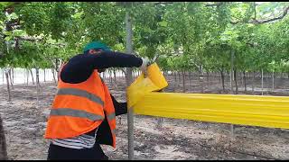 COLOCACIÓN DE CINTA AMARILLA, PARA CAPTURA MASIVA DE MOSQUITO VERDE, EN UVA DE MESA 🍇🍇🍇