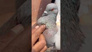 जामा मस्जिद कबूतर मार्केट दिल्ली #jamamasjid #kabootar #birds #pigeon #short #shorts shortfeed