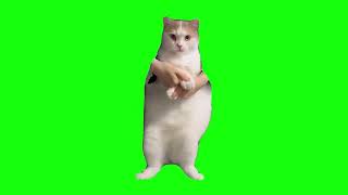 Кот танцует - мем, шаблон (Cat dancing to edm meme)