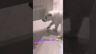 Умный алабай#fannyvideotiktok#сао#алабай#minniemouse