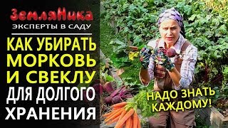 Как убирать морковь и свеклу. Как сохранить свеклу и морковь на зиму.