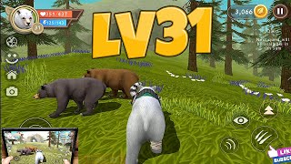 Wild Bear Sim 3D #LV31# Wildcraft Wildlife Animal Simulator - Android Ios Gameplay #11