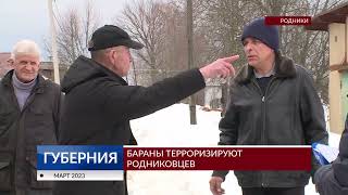 В Родниках стадо баранов терроризирует всю улицу