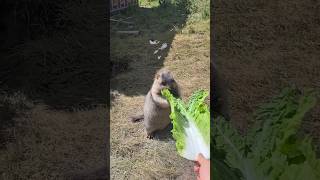 Adorable Himalayan Marmots Enjoying Cookies, Fruits, and Veggies!#marmot #marmota #cutemarmot