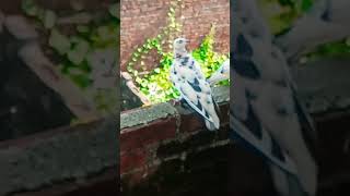 Pigeons video#viral#YouTube short video#subscribe this channel 🥺🥺