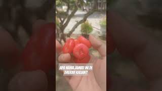 apa nama Jambu ini di daerah kalian?