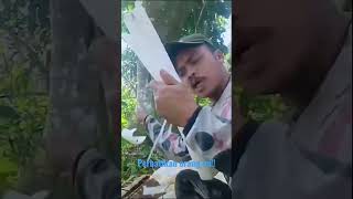 apakah iya pohon pisang bisa di......?? #survival  #shorts