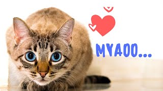 Myaoo..... Beautiful cat / Thanku Poocha/Short Video/Must Watch