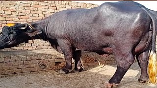 Beautiful Neeli Ravi Buffalo for Sale in Pakistan on YouTube 5/6/2024