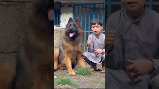 German Shepherd #germanshepherd | Saeed Alam with German Shepherd