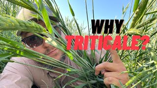 Why Do We Use Triticale Instead Of Rye?