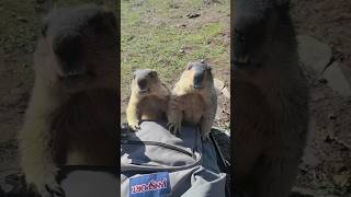 Adorable Himalayan Marmots Trying to Steal Treats from Our Bags!#cutemarmot #cuteanimals #marmot