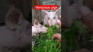 #voracious #pigs #shorts