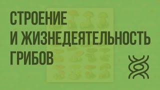 Строение и жизнедеятельность грибов. Видеоурок по биологии 5 класс