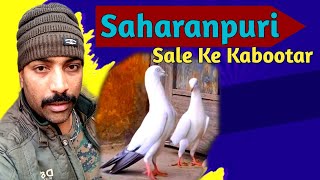 Black Saharanpuri Kabootar | Kalsire Saharanpuri Kabootar For Sale | All India Delivery | 9675115944