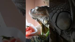 Iguana eat Watermelon #iguana #iguanalovers #lizard #reptil #iguanamakan #iguanamakansemangka #short