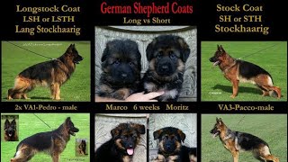 Dog Show black German Shepherd Alsatian Shepherd Schaferhund pets show