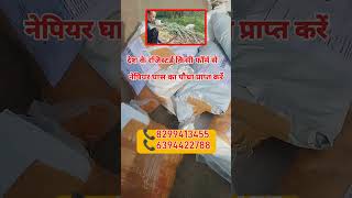 नेपियर घास मिलने का सबसे अच्छा फ़ार्म | कैश आन डिलवरी | #viral #shortsvideo