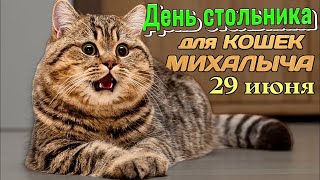 День стольникк для КОШЕК МИХАЛЫЧА 29 ИЮНЯ.