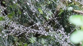 Dew drops on spiderweb 🕸️ looks wonderful  🧐