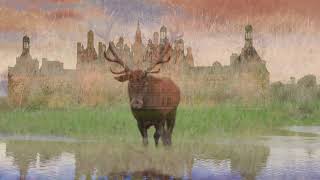 C'est bientôt le brame du cerf  Chambord Septembre 2021