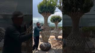 Amazing Furniture Trees 😍