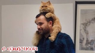 Приколы с котами! СМЕШНЫЕ ЖИВОТНЫЕ! С озвучкой! Смешные коты и собаки! ЗАСМЕЯЛСЯ ПОДПИСАЛСЯ!