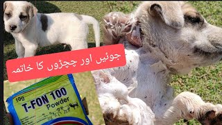 Dogs Ticks treatment In 5 Minutes T Fon Powder 💯💯👌🏻