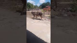 vaca atrás de seu rebanho